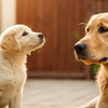 When Do You Switch Your Puppy to Dog Food? A Comprehensive Guide for Pet Owners
