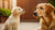 When Do You Switch Your Puppy to Dog Food? A Comprehensive Guide for Pet Owners