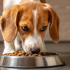 When Do You Transition from Puppy Food to Dog Food: A Comprehensive Guide