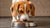 When Do You Transition from Puppy Food to Dog Food: A Comprehensive Guide