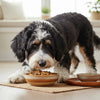 When Does a Dog Start Eating Adult Food? Understanding the Transition from Puppy to Adult Nutrition