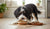 When Does a Dog Start Eating Adult Food? Understanding the Transition from Puppy to Adult Nutrition