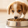 When Does a Puppy Eat Dog Food? A Comprehensive Guide for Pet Owners