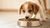 When Does a Puppy Eat Dog Food? A Comprehensive Guide for Pet Owners