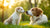 When Does a Puppy Start Eating Dog Food: The Essential Guide for New Pet Owners