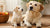 When Does a Puppy Switch to Dog Food? A Comprehensive Guide for Pet Owners