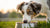 When Does My Dog Stop Eating Puppy Food? Understanding the Transition to Adult Dog Food-140302811375