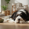 When Is a Dog Considered an Adult for Food?