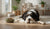 When Is a Dog Considered an Adult for Food?-141420036335