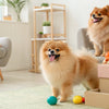 When Is National Dog Biscuit Day? A Celebration of Our Furry Friends and Their Favorite Treats