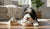 When is the Right Time to Feed Adult Dog Food? Understanding What Age to Transition