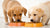 When Puppies Start Eating Dog Food: A Comprehensive Guide to Weaning and Nutrition
