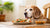 When Should a Dog Eat Senior Food? A Comprehensive Guide for Pet Owners