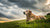 When Should a Dog Eat Senior Food? Understanding the Transition