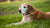 When Should a Dog Go on Senior Food? Understanding Your Dog's Nutritional Needs as They Age-141223264495