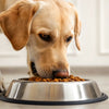 When Should a Dog Start Eating Adult Food? A Comprehensive Guide for Pet Parents