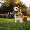 When Should a Dog Stop Eating Puppy Food? Understanding the Perfect Transition