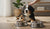 When Should a Dog Switch to Adult Food: A Comprehensive Guide for Pet Owners-141420560623