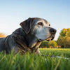 When Should a Dog Switch to Senior Food? Understanding Your Dog's Nutritional Needs as They Age