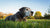 When Should a Dog Switch to Senior Food? Understanding Your Dog's Nutritional Needs as They Age