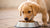 When Should a Puppy Eat Dog Food? An Essential Guide for Pet Parents