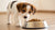 When Should a Puppy Start Eating Regular Dog Food? A Comprehensive Guide