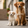 When Should a Puppy Switch to Adult Dog Food: A Comprehensive Guide