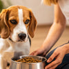 When Should Dogs Eat Wet Food? A Comprehensive Guide for Pet Owners