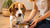 When Should Dogs Eat Wet Food? A Comprehensive Guide for Pet Owners
