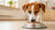 When Should Dogs Start Eating Adult Food? A Comprehensive Guide for Pet Owners-140405571823