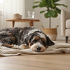 When Should Dogs Switch to Adult Food? A Comprehensive Guide for Pet Owners