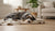 When Should Dogs Switch to Adult Food? A Comprehensive Guide for Pet Owners