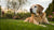 When Should Dogs Switch to Senior Food? A Comprehensive Guide for Dog Owners-141223461103