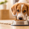 When Should Dogs Transition from Puppy Food: A Comprehensive Guide