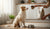 When Should I Feed My Puppy Adult Dog Food? A Comprehensive Guide-141420232943