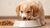 When Should I Feed My Puppy Dog Food? A Comprehensive Guide