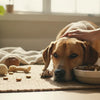 When Should I Give My Dog Adult Food? A Comprehensive Guide for Pet Parents