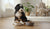 When Should I Put My Dog on Adult Food? Understanding the Right Time for Your Pup's Nutritional Transition-141420069103