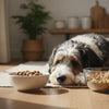When Should I Start Feeding Adult Dog Food? Understanding the Transition for a Healthy Pup
