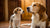When Should I Start Feeding My Puppy Adult Dog Food? A Comprehensive Guide