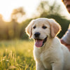 When Should I Start Feeding My Puppy Regular Dog Food? A Comprehensive Guide for Pet Owners