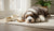 When Should I Start My Dog on Adult Food? A Comprehensive Guide for Pet Owners-141419020527