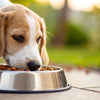 When Should I Switch My Dog from Puppy Food to Adult Food?