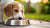 When Should I Switch My Dog from Puppy Food to Adult Food?