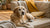 When Should I Switch My Dog to Senior Food: A Comprehensive Guide
