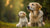 When Should I Switch My Puppy to Adult Dog Food? Understanding the Essential Transition