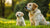 When Should I Switch My Puppy to Regular Dog Food? A Comprehensive Guide for Pet Owners