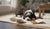 When Should I Transition My Dog to Adult Food? A Comprehensive Guide for Pet Owners-141419479279