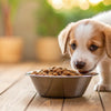 When Should I Transition My Puppy to Dog Food? A Comprehensive Guide for Pet Owners