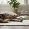 When Should Large Breed Dogs Switch to Adult Food? A Comprehensive Guide for Dog Owners